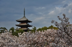 仁和寺の櫻