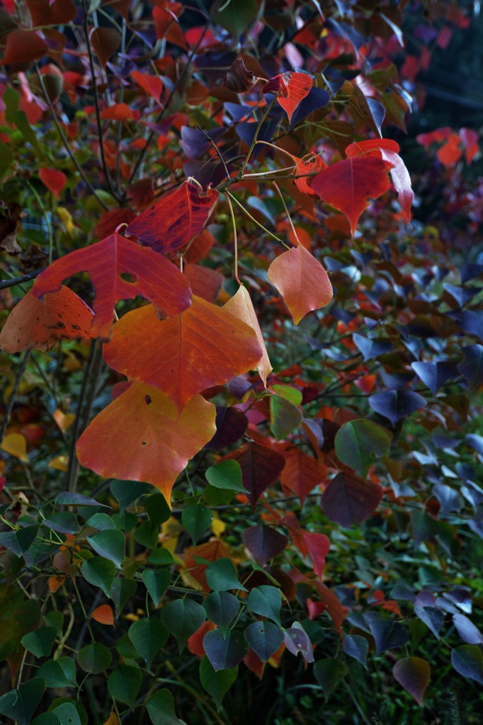 紅葉