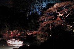 庭の夜