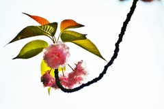 傘桜