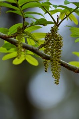 垂れ
