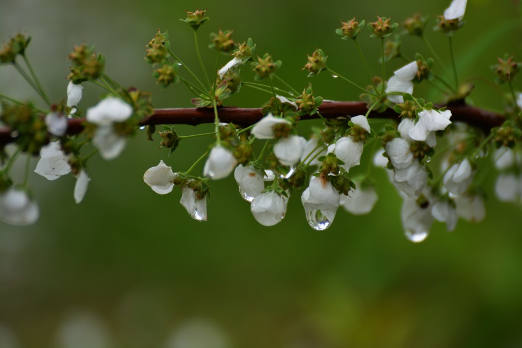 雨だれ
