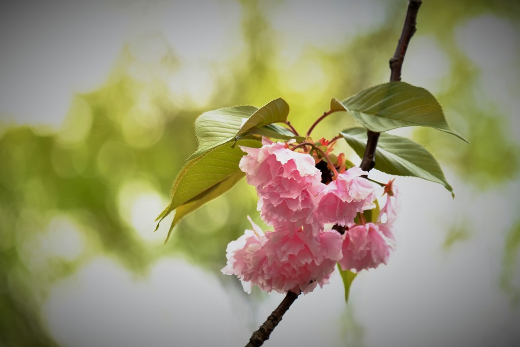 ’１８桜