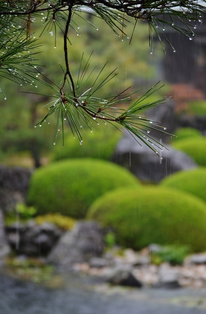 雨の庭