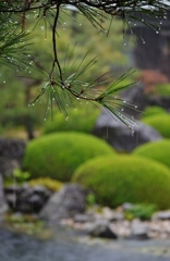 雨の庭