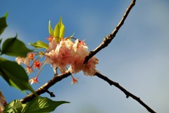 ’１８桜