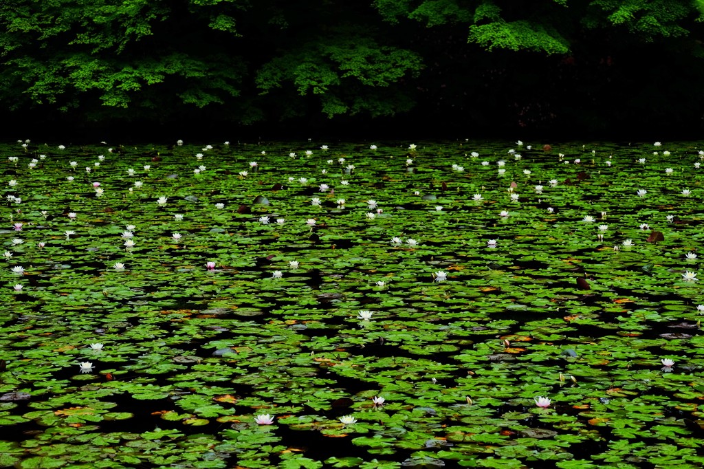 神秘の池奥