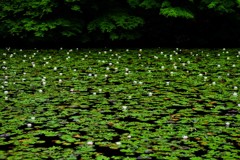 神秘の池奥