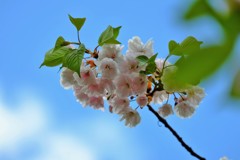 ’１８桜