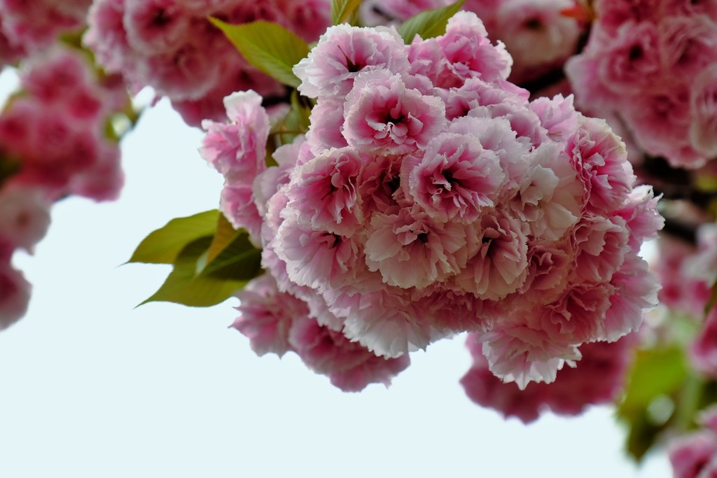 ’１８桜