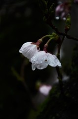 雨桜