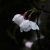 雨桜