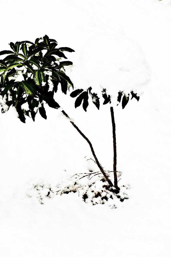 雪中