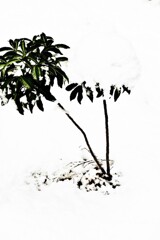 雪中