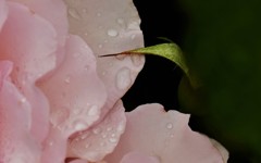 一刺し