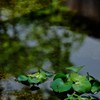 その他の花・草木