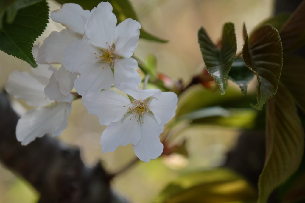 緑葉に桜