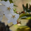 緑葉に桜