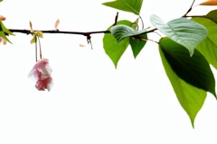 吊