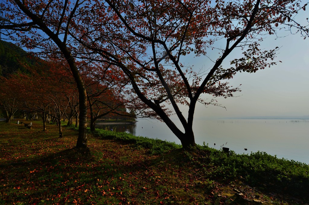 海津大崎桜・秋