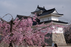 春城