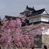 春城