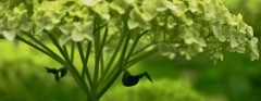 花の下の小鳥