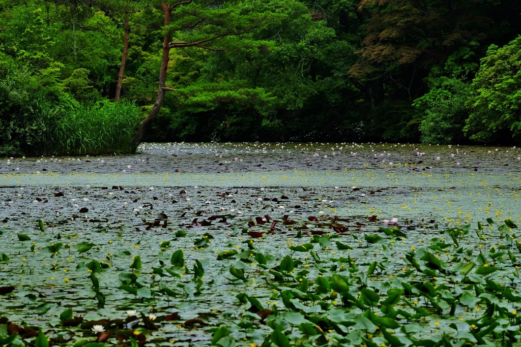 覆われた池