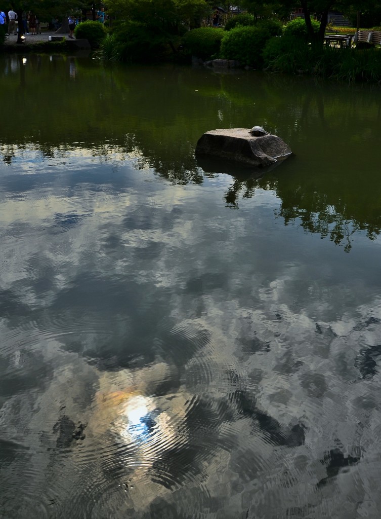 黄昏の池