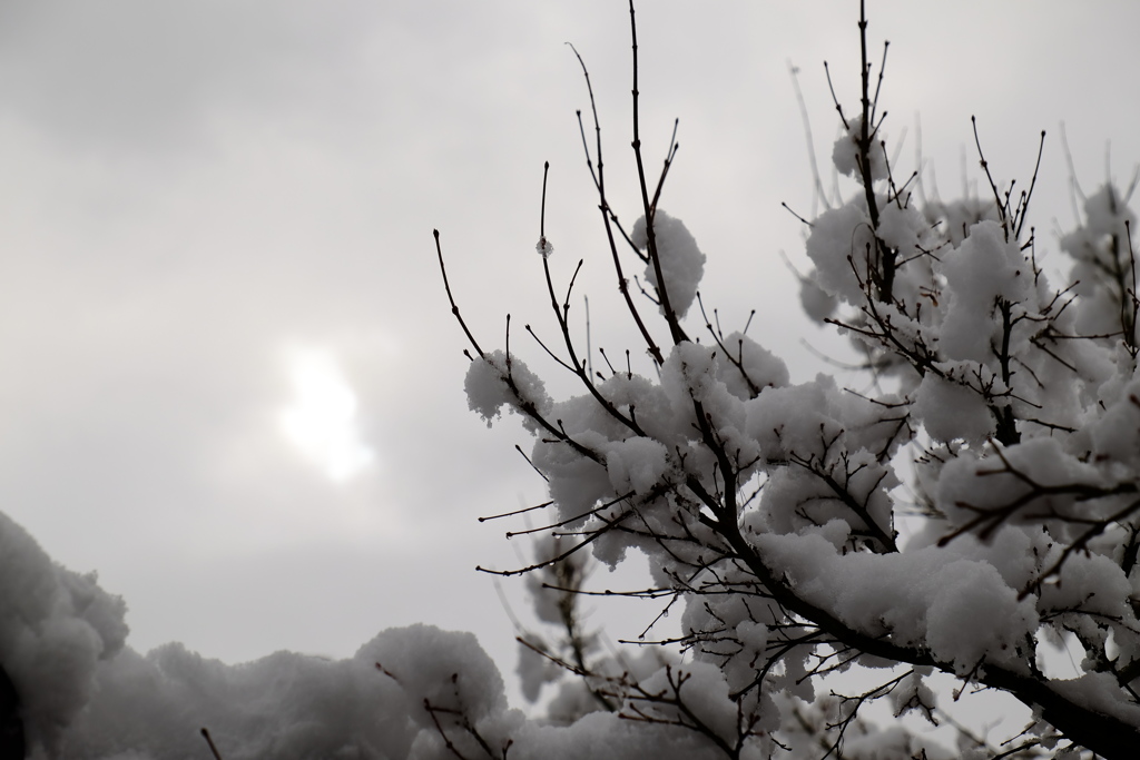 綿雪