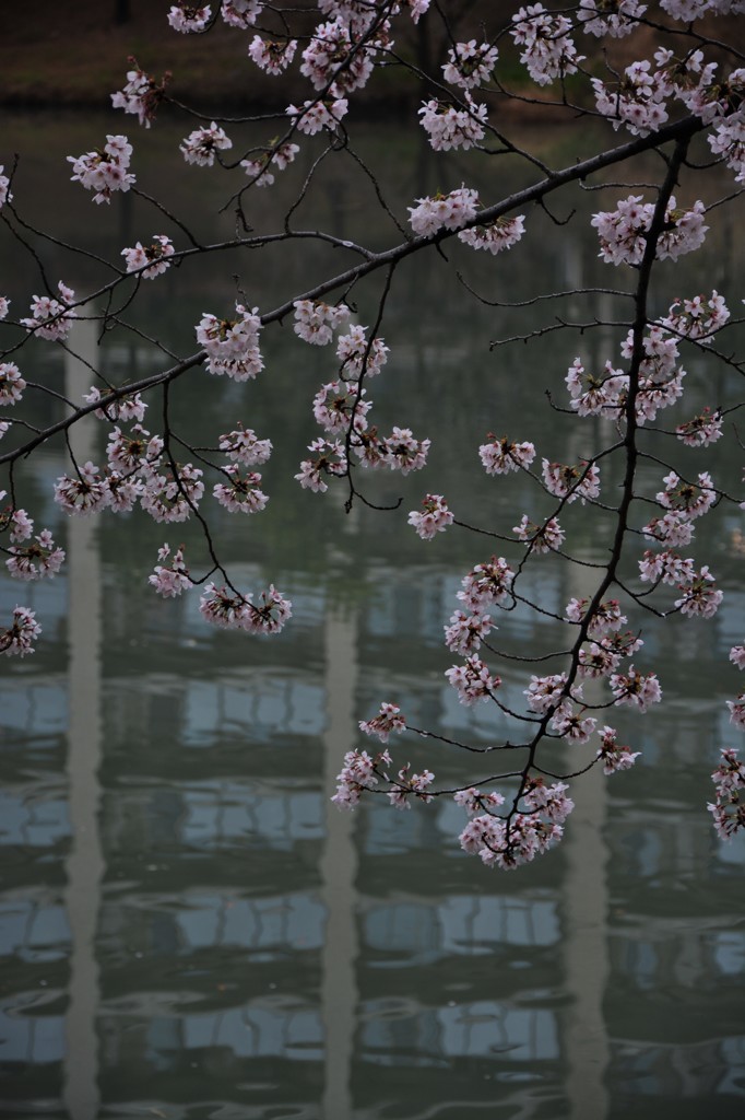池面