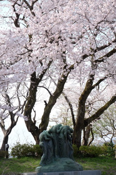 群桜
