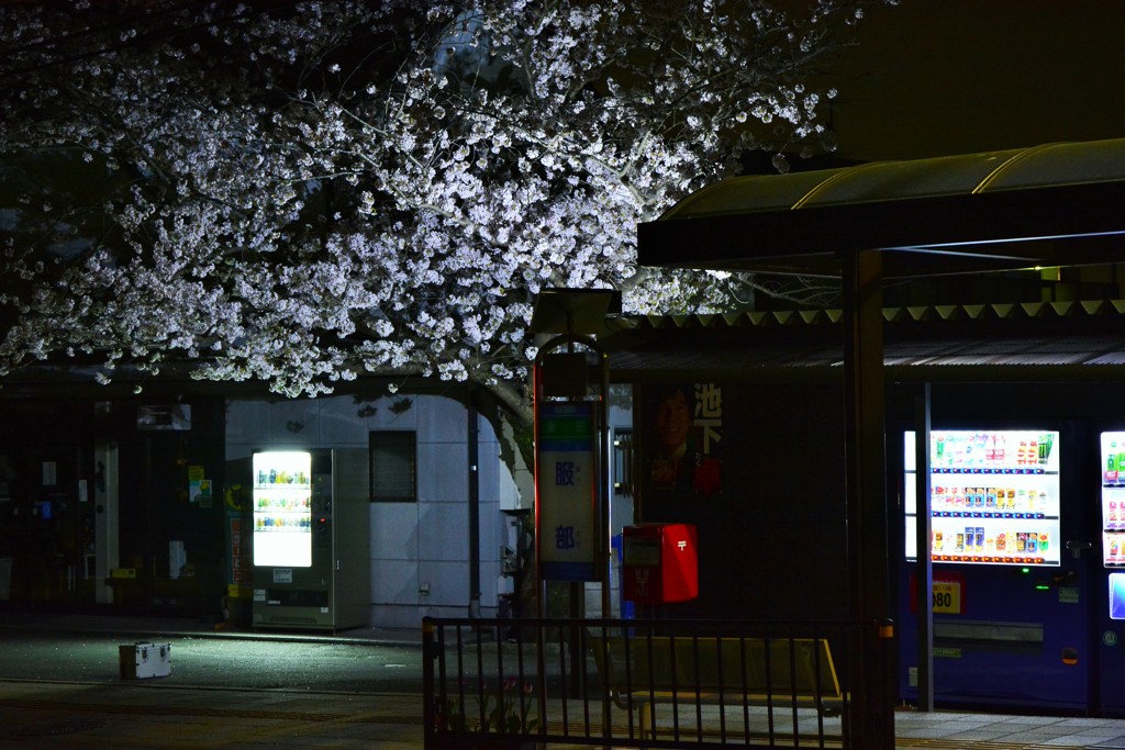 バス停の桜
