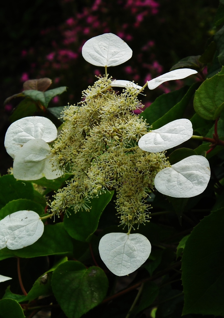 珍花