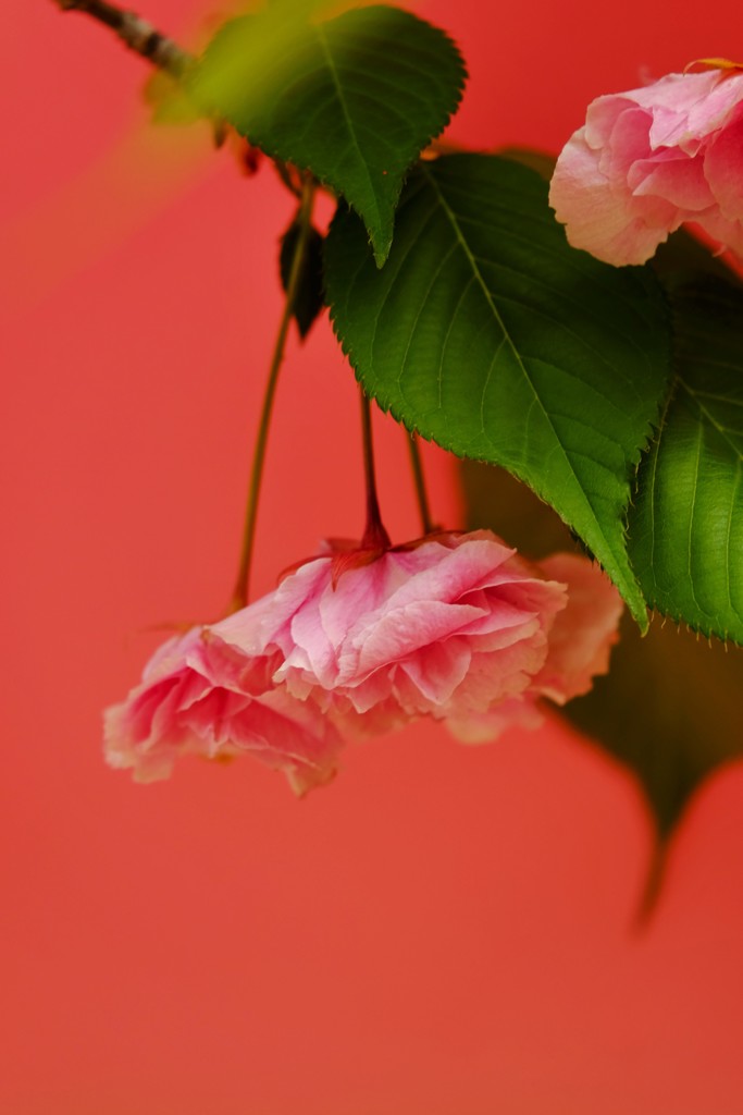’１８桜