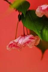 ’１８桜