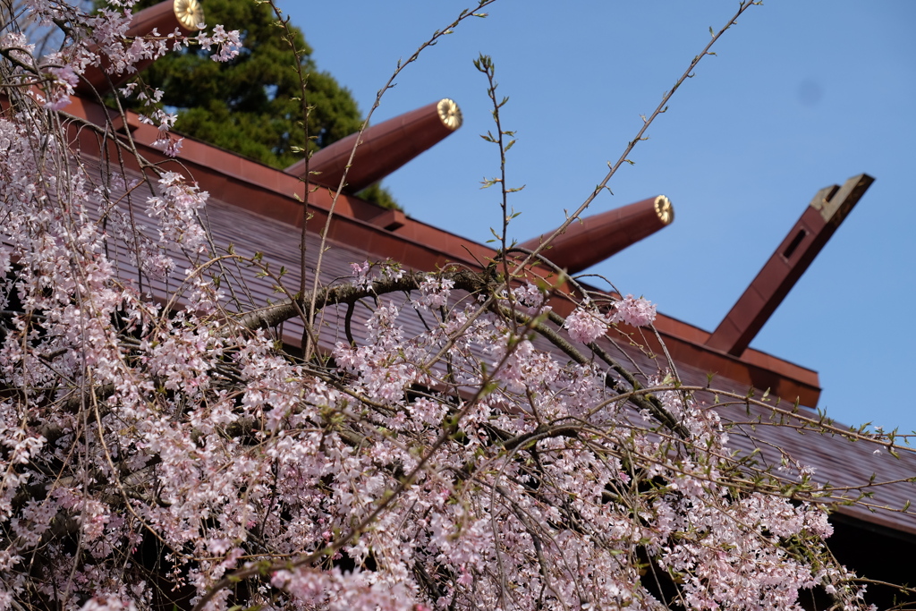 華桜