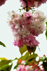 ’１８桜