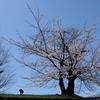 枝ぶり