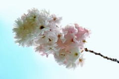 ’１８桜