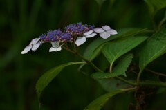梅雨花