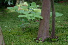 樹元に