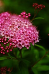 小花達
