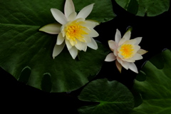 浮花