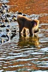 水辺に憩う