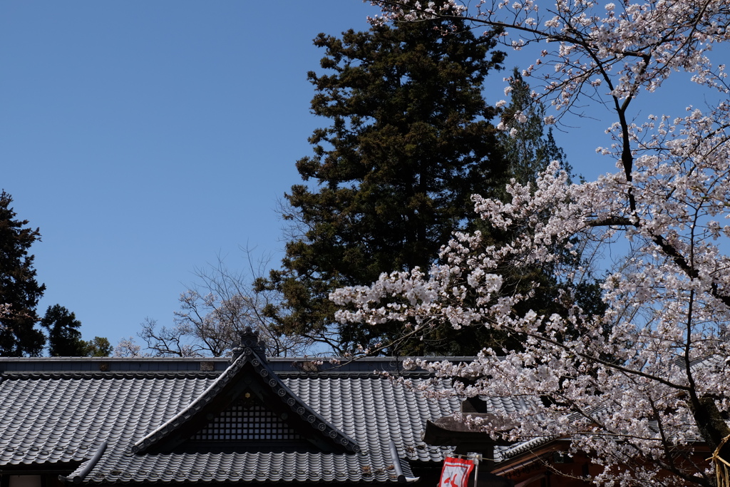 桜と屋根