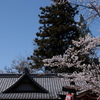 桜と屋根