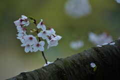 幼枝