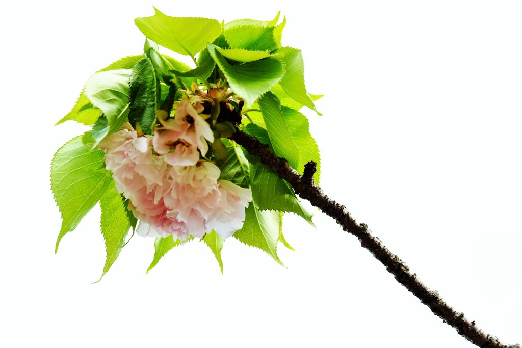 ’１８桜