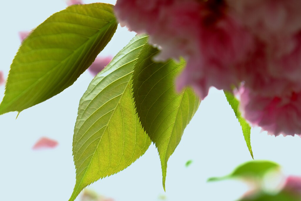 桜葉